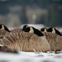 DSD Maximas Sleeper Shell Goose Decoys 6-Pack